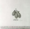 Click for 1 image(s) for this accession. FRUIT